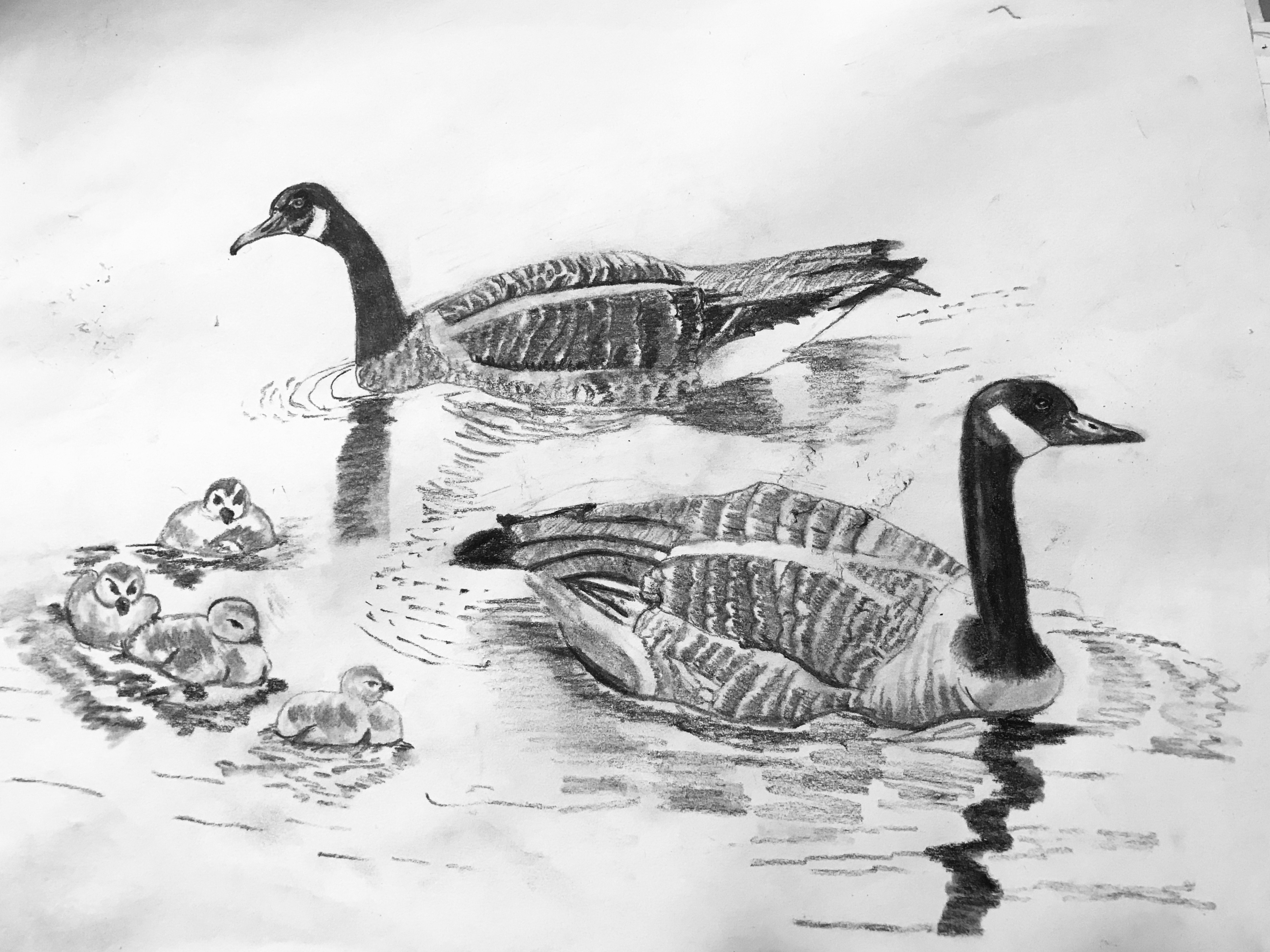 Black-and-white goose sketch by Surabhi Mendiratta